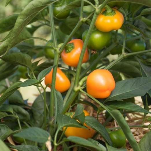 Paprika<br>Sweet Julie