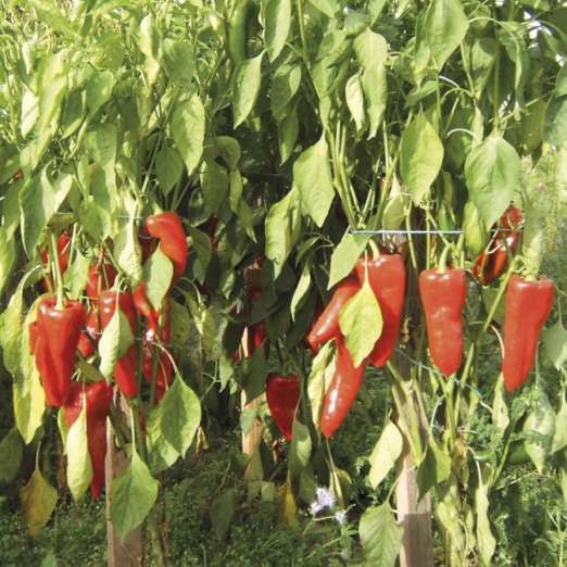 Paprika<br>Pilunca