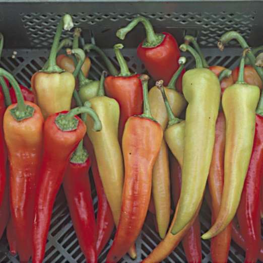 Paprika<br>Yesil Tatli