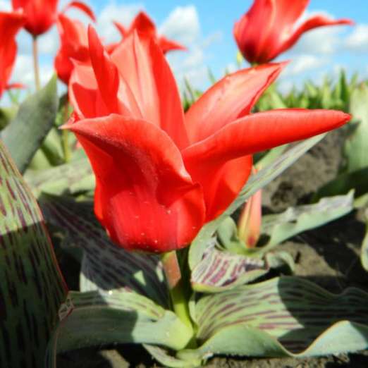 Greigii-Tulpe<br>Pedro