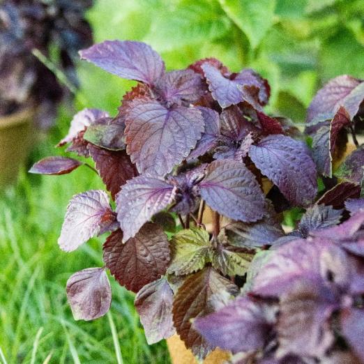 Shiso rot<br>Pflanze