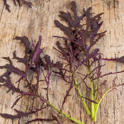 Asia-Gemüse<br>Purple Frills