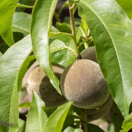 Säulenpfirsich<br>Selektion aus Rubira