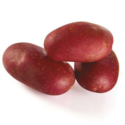 Delila<br>Pflanzkartoffeln, bio