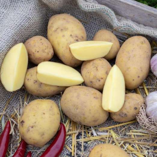 Emiliana<br>Pflanzkartoffeln, bio