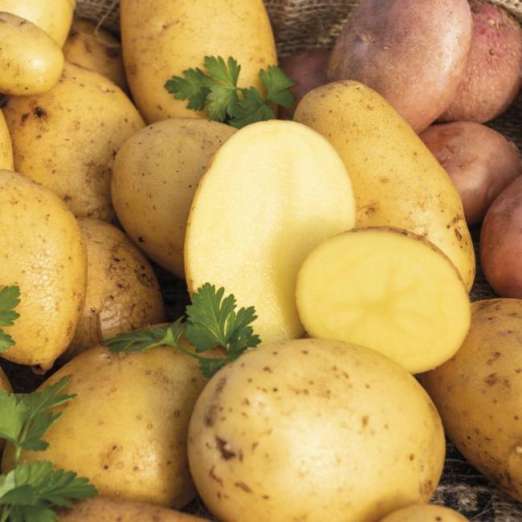 Laurette<br>Pflanzkartoffeln, bio