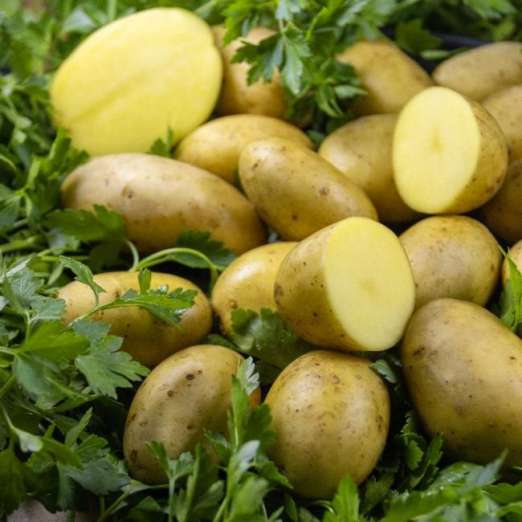 Nena<br>Pflanzkartoffeln, bio