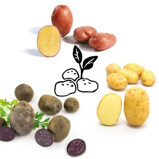 Pflanzkartoffel-Probierpaket