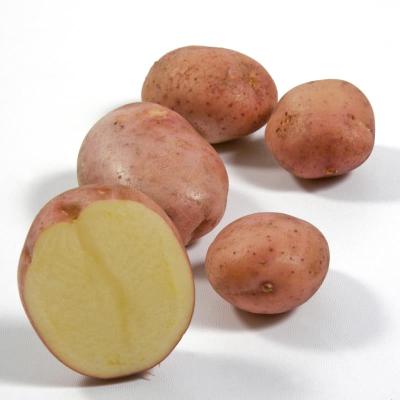 Sarpo Mira<br>Pflanzkartoffeln, bio