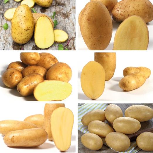 Pflanzkartoffelsortiment&nbsp;5<br>Die klassischen Salatkartoffeln