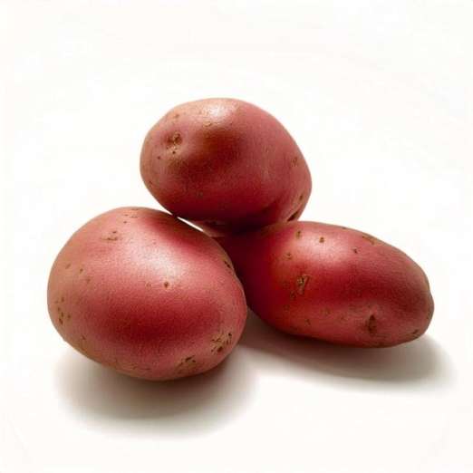 Stemster<br>Pflanzkartoffeln, bio