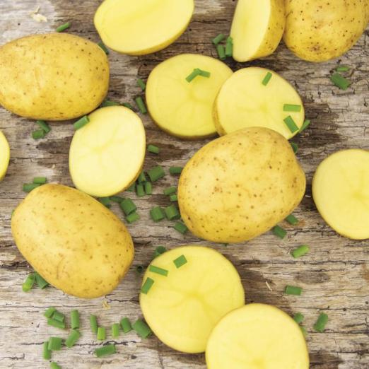 Sunita<br>Pflanzkartoffeln, bio