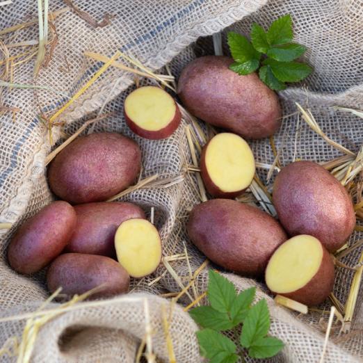 Alouette<br>Pflanzkartoffeln, bio