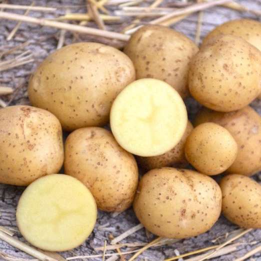 Bionta<br>Pflanzkartoffeln, bio