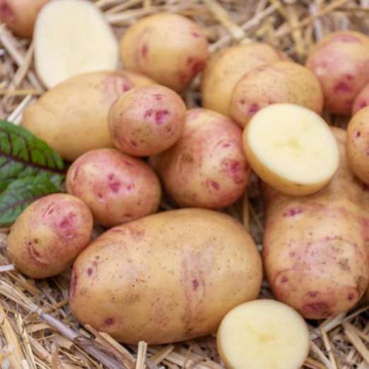 Carolus<br>Pflanzkartoffeln, bio