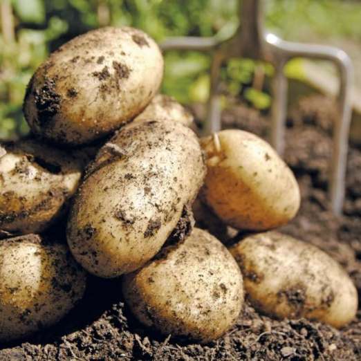 Peter Pan<br>Pflanzkartoffeln, bio
