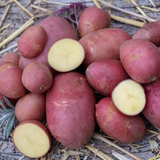 Sandra<br>Pflanzkartoffeln, bio