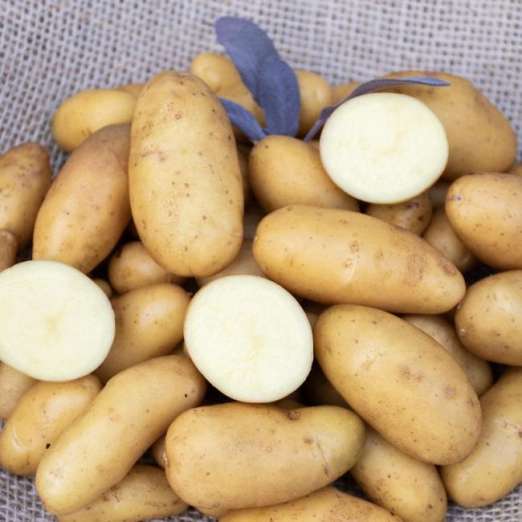 Valdivia<br>Pflanzkartoffeln, bio