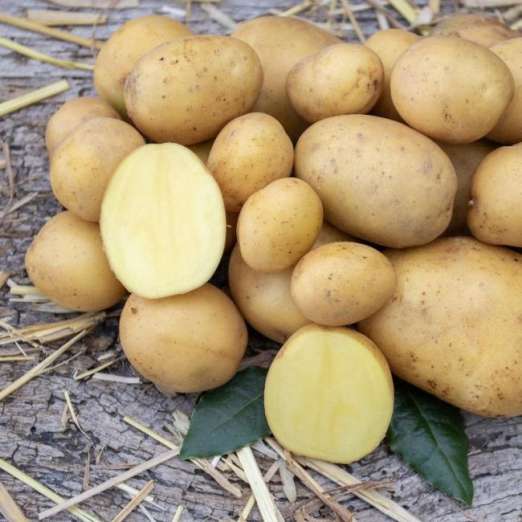 Wega<br>Pflanzkartoffeln, bio