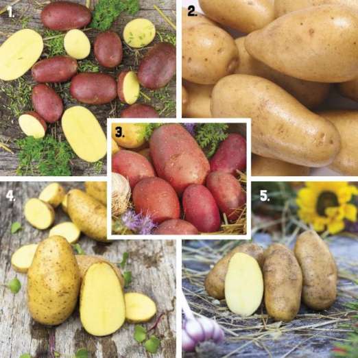 Pflanzkartoffelsortiment 4<br>Unsere Beliebtesten