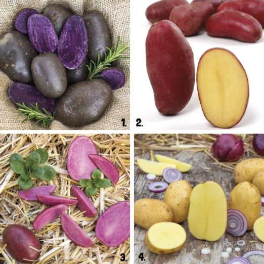 Pflanzkartoffelsortiment 3<br>Bunte Mischung