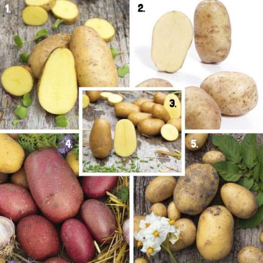 Pflanzkartoffelsortiment 2<br>Die Frühen