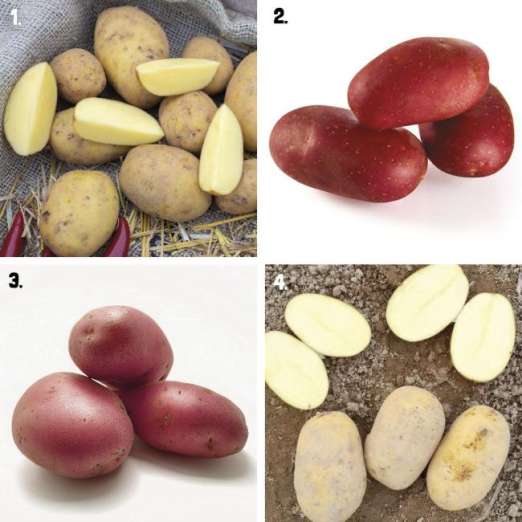 Pflanzkartoffelsortiment 8<br>Neuigkeiten