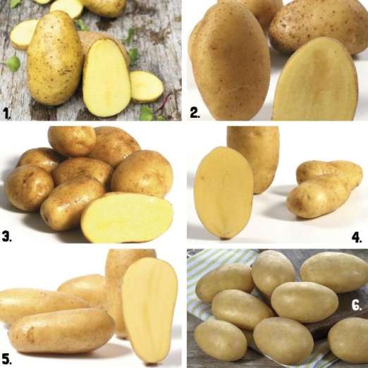 Pflanzkartoffelsortiment 5<br>Die klassischen Salatkartoffeln