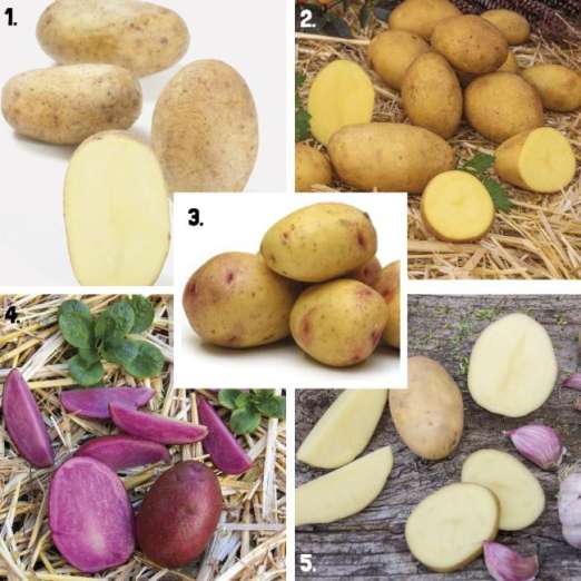 Pflanzkartoffelsortiment 1<br>Die Widerstandsfähigen