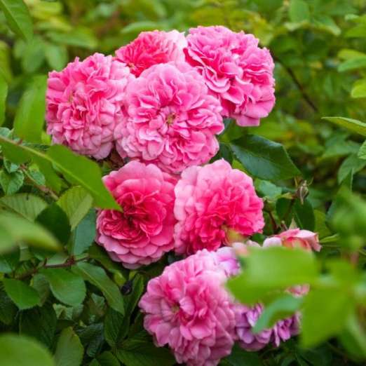 Bodendeckerrose<br>Pink Swany®