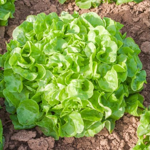 Eichblattsalat<br>Lenir<br>Pflanze