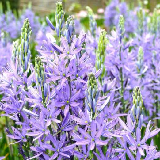 Prärielilie<br>Caerulea