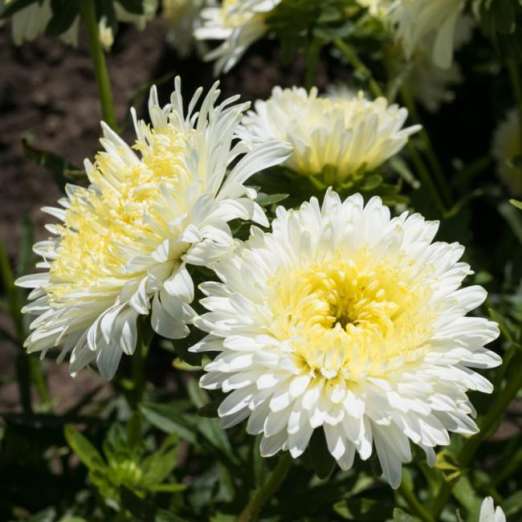 Prinova-Aster<br>gelb