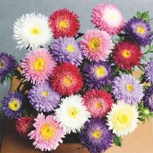 Prinova-Aster<br>Mix