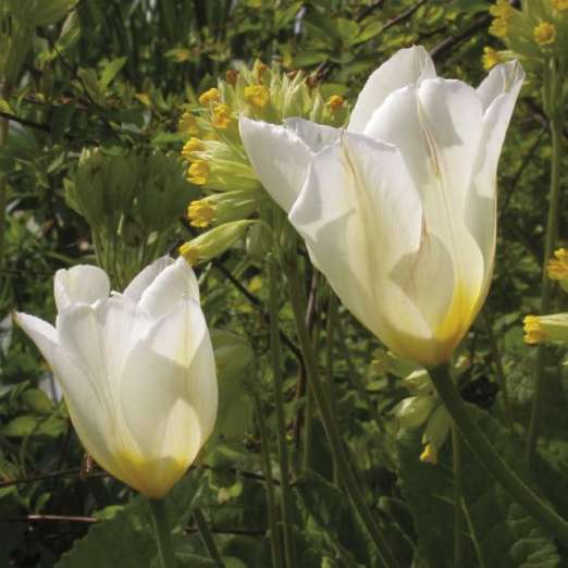 Fosteriana-Tulpe<br>Purissima