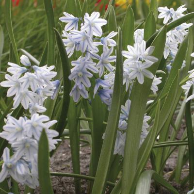 Scheinscilla, weiß/blau