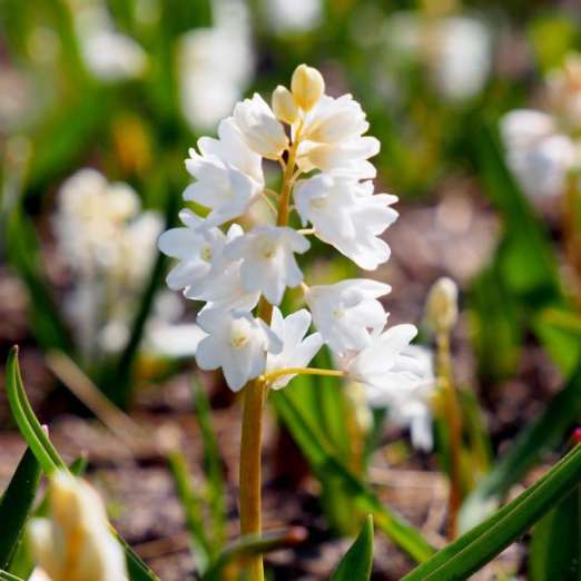 Scheinscilla, weiß