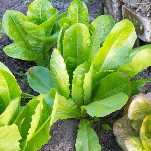 Bindesalat<br>Romana larga verde