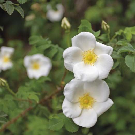 Wildrose<br>Rosa pimpinellifolia