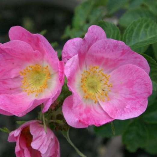 Wildrose<br>Rosa rubiginosa