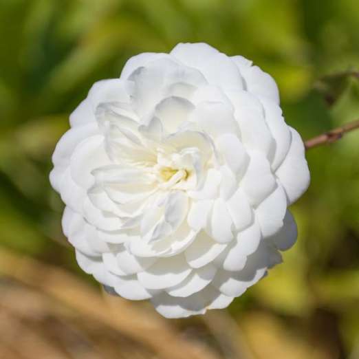 Bodendeckerrose<br>Snow Ballet®