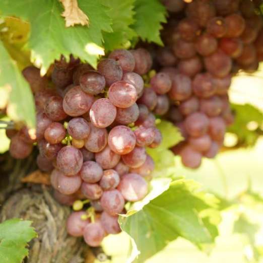 Rosé Tafeltraube<br>Lidi