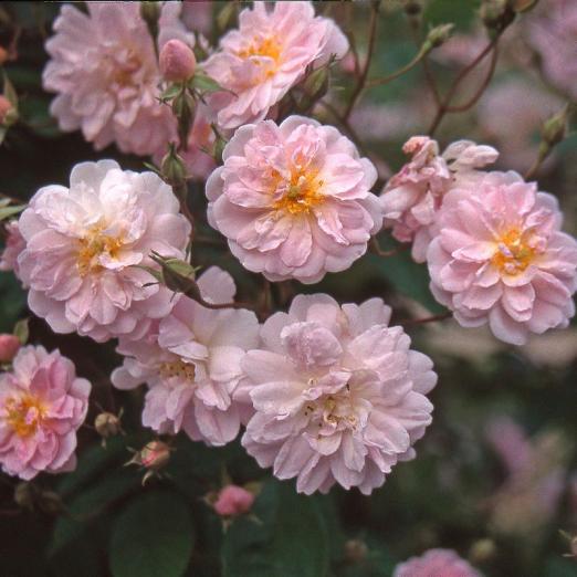 Ramblerrose<br>Pauls Himalayan Musk