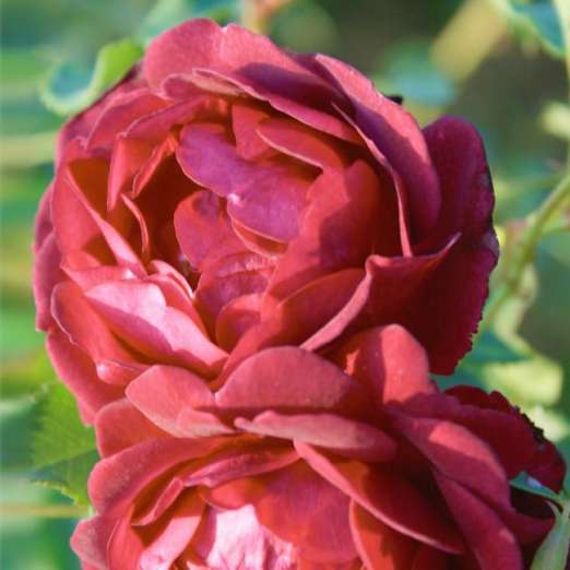 Kletterrose<br>Rosengarten Zweibrücken