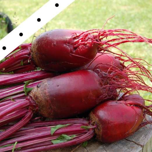 Rote Bete<br>Crapaudine<br>Saatband