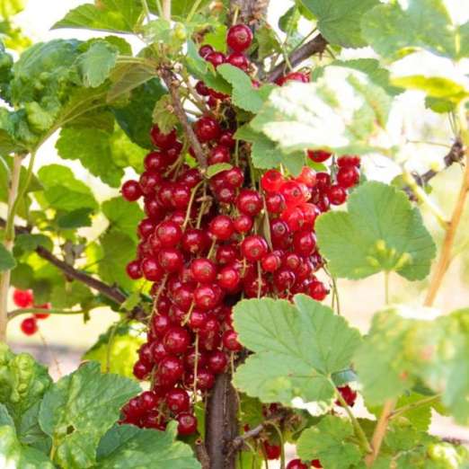 Rote Johannisbeere<br>Rovada