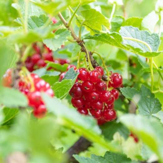 Rote Johannisbeere<br>Lisette
