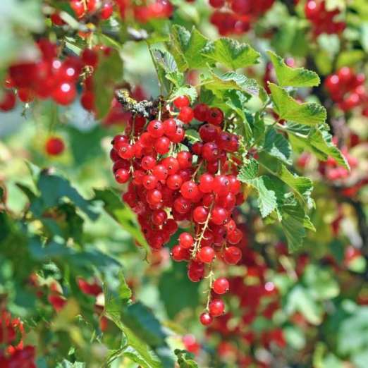 Rote Johannisbeere<br>Rotet