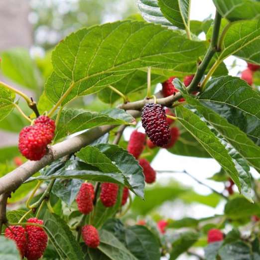 Rote Maulbeere