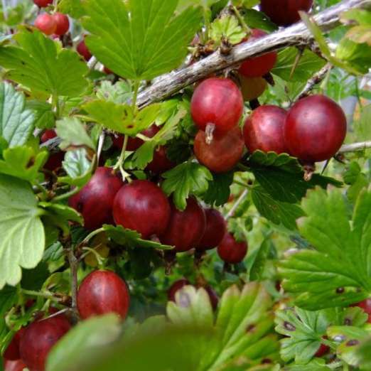 Rote Stachelbeere<br>Remarka